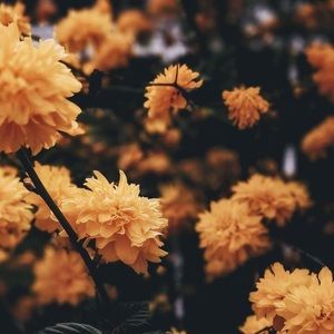 Meet your Posher, Ayla